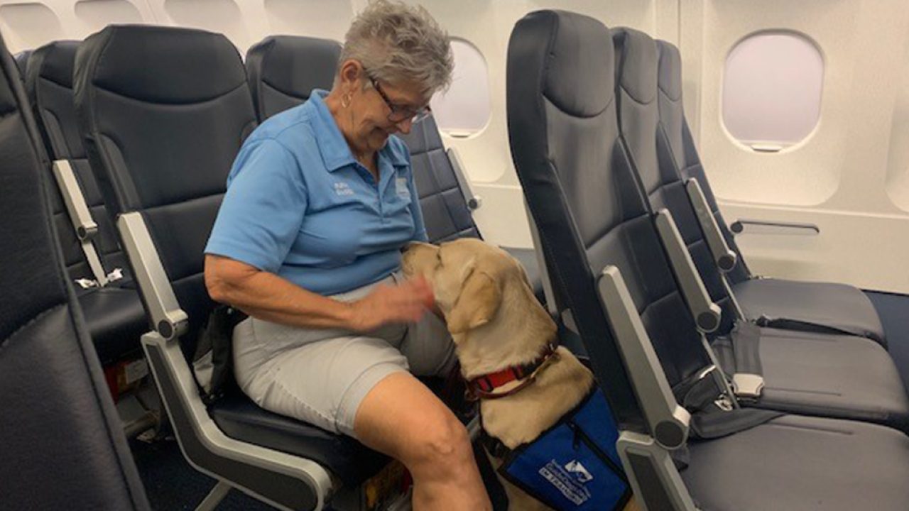 Airplane travel with service dog