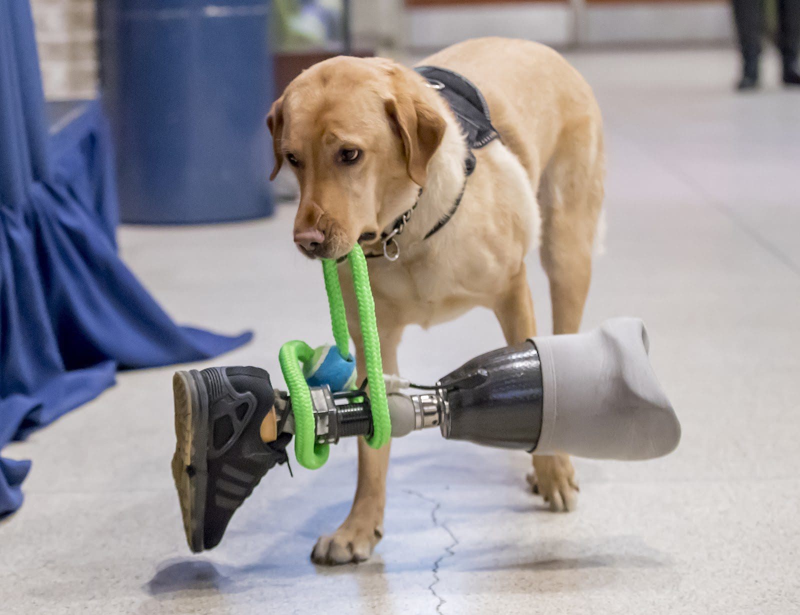 Service dog is performing a task by carrying a prosthetic leg.
