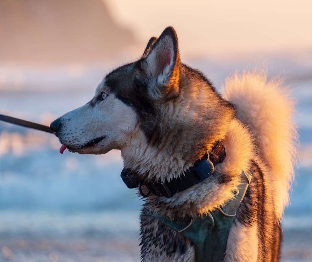 ADA service animal definition — A husky dog on the beach with a stick in its mouth