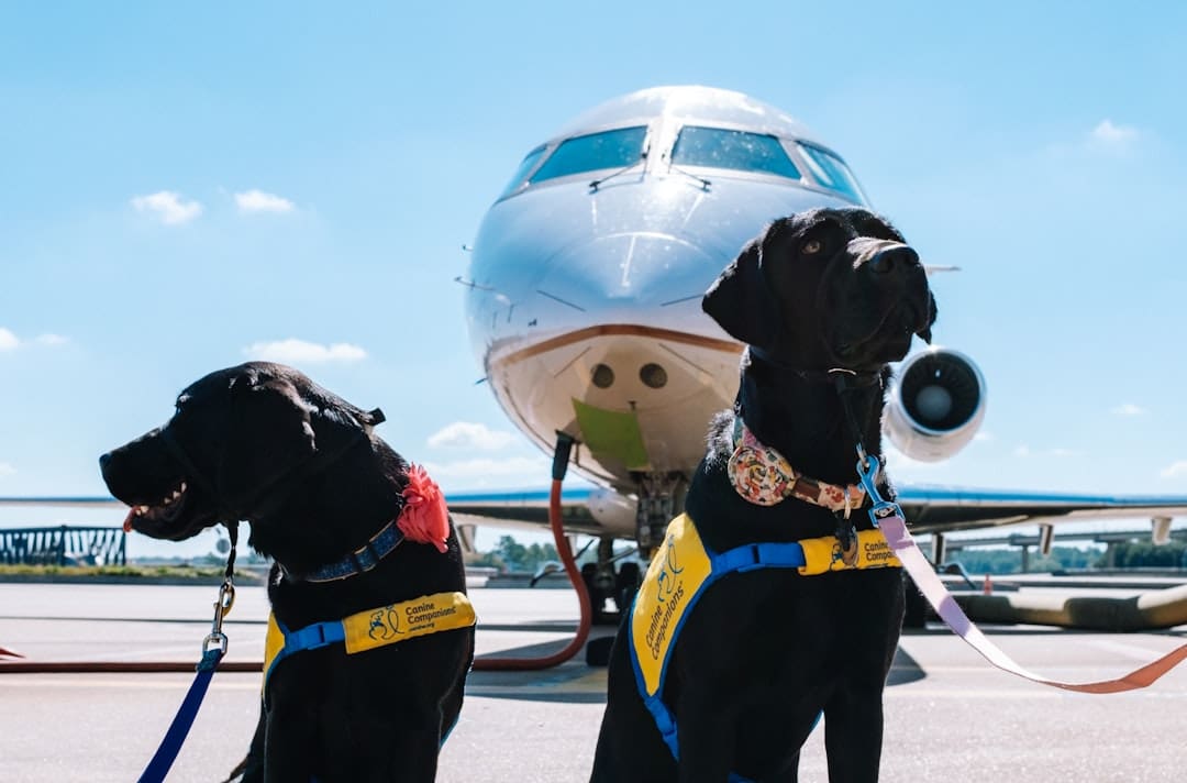 DOT form service dog — two black dogs sitting in front of an airplane