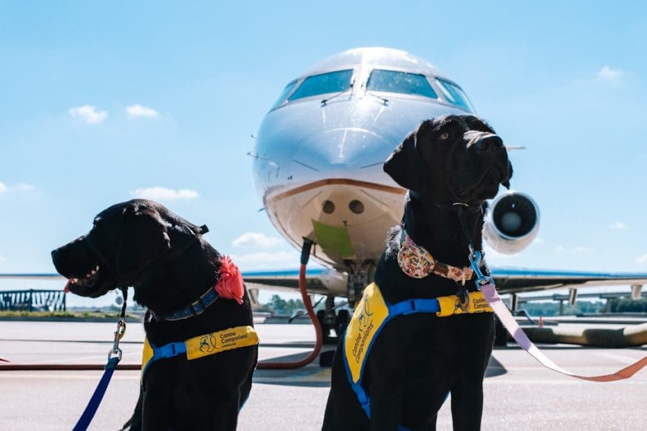DOT form service dog — DOT Form for Service Dog Air Travel: 7 Steps to Fill It Out Correctly
