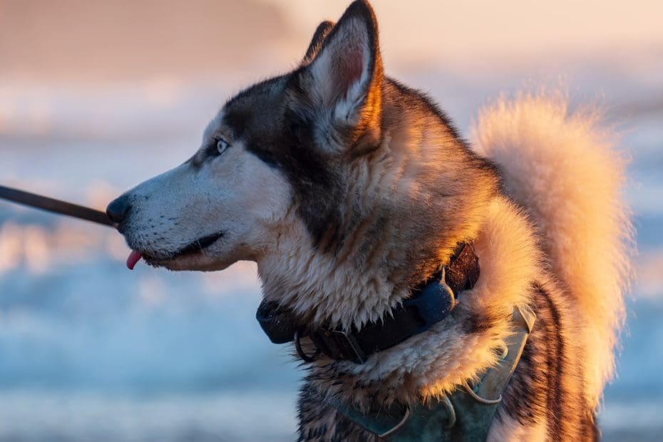 psychiatric service dog — 5 Essential ADA Requirements for Psychiatric Service Dogs Every Handler Must Know