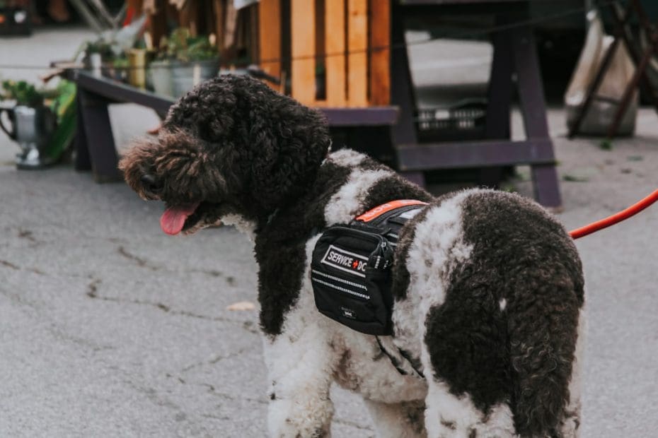 DOT complaint — Service Dog Denied by an Airline: How to File a DOT Complaint and Protect Your Rights