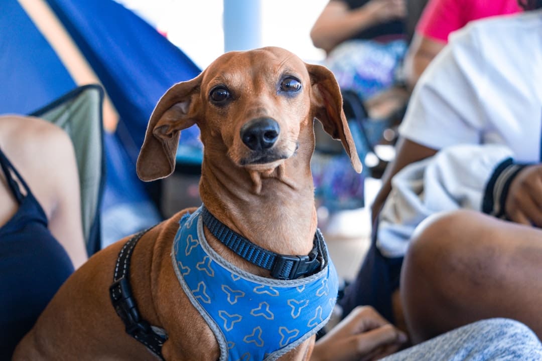 DOT complaint — brown short coated dog wearing blue and white shirt