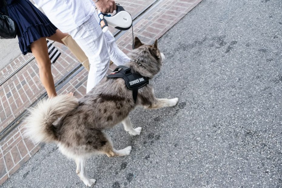service dogs in training — Service Dogs in Training Under the ADA: Where Federal Law Goes Silent